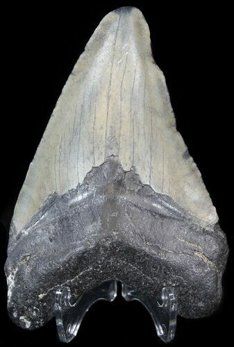 Bargain, Megalodon Tooth - Georgia #43975